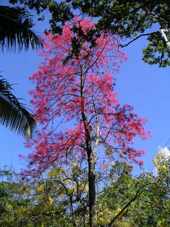 daintree06