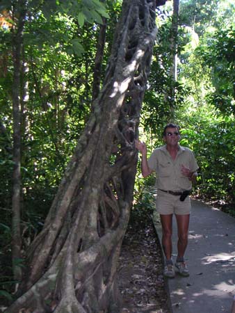 daintree13