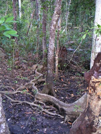 daintree18