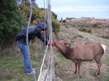 moeraki19