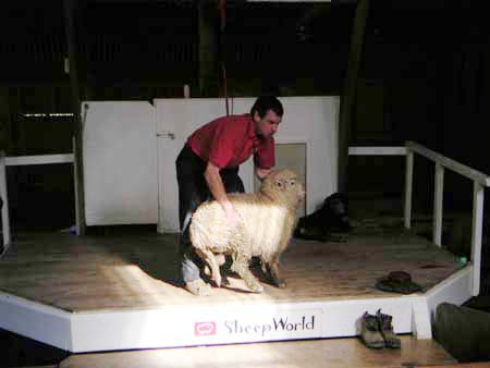 sheepworld11