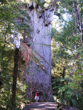 waipoua09