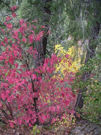 downieville08