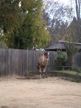 zoo09