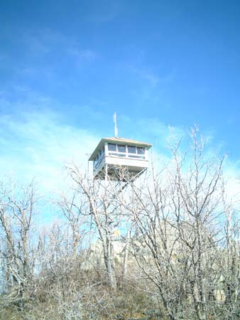 high above the trees